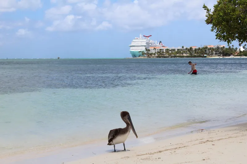 Aruba: A pelican on the sandy beach of Aruba with a cruise ship and swimmer in the background. Perfect tropical getaway scene.