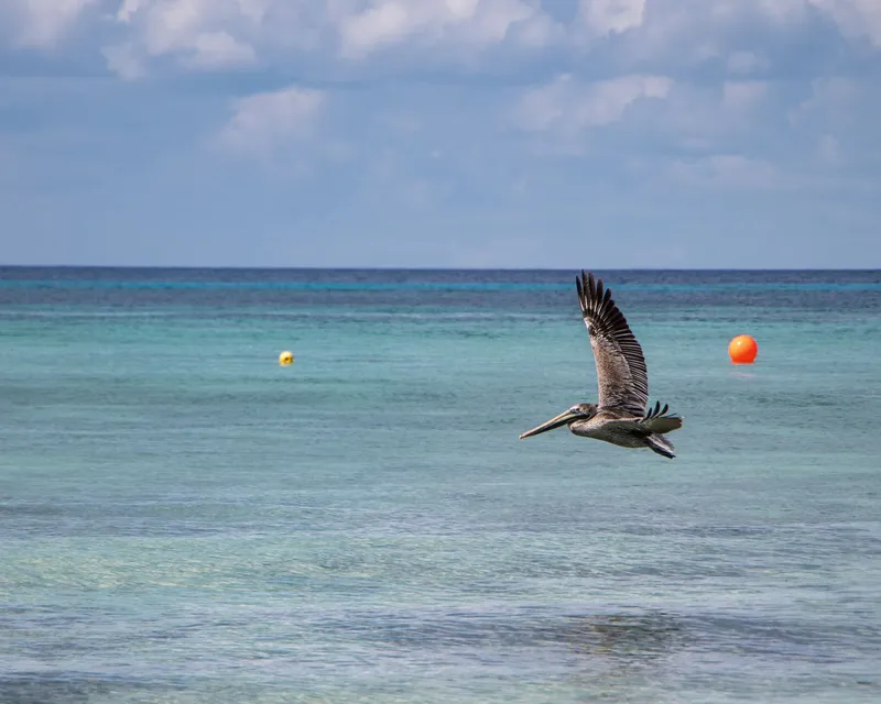 Cozumel: A pelican gracefully glides over clear blue waters off the coast of Cozumel, Mexico.