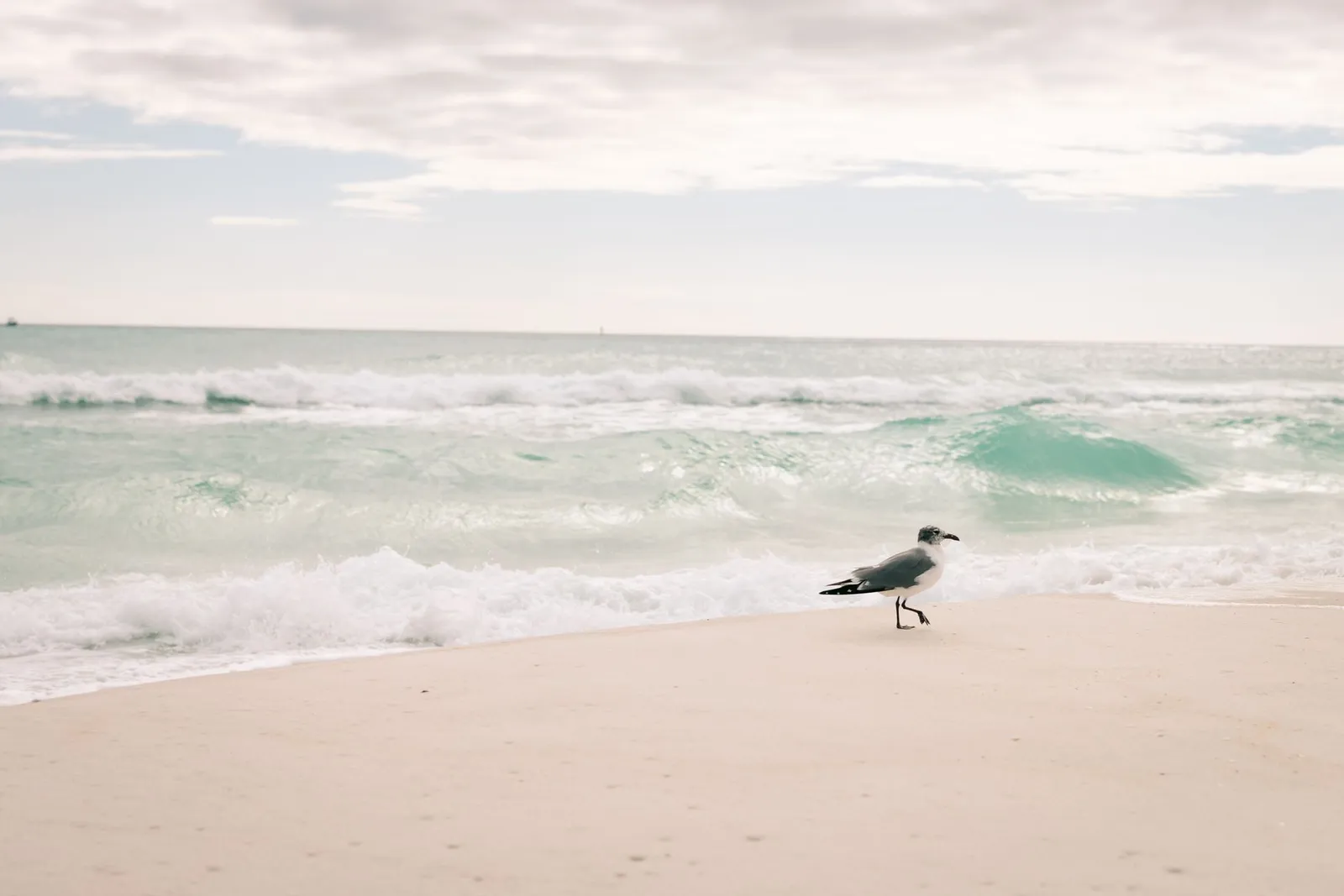 Destin & the Emerald Coast: A lone seagull walks along the sandy beach of Destin, Florida, with gentle waves in the background.