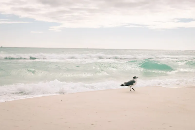 Destin & the Emerald Coast: A lone seagull walks along the sandy beach of Destin, Florida, with gentle waves in the background.