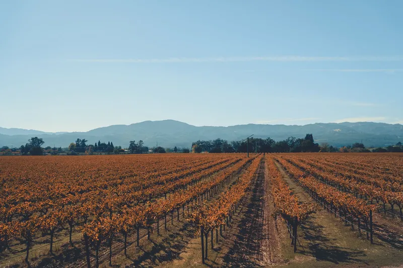 Napa & Sonoma: Explore the stunning autumn vineyards in Napa Valley with vibrant fall colors under a clear blue sky.