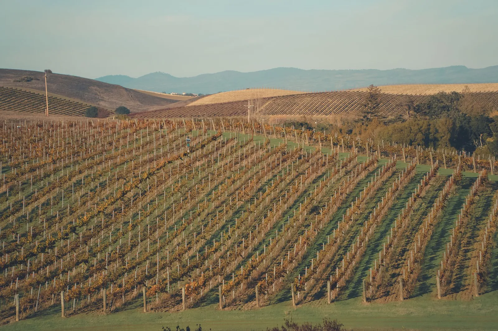 Napa & Sonoma: Explore the lush vineyards of Napa Valley, California, showcasing vibrant autumn colors under a bright sky.