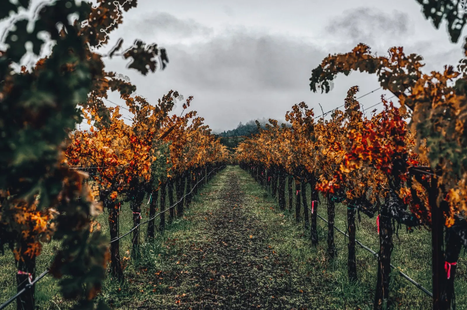 Napa & Sonoma: Explore a tranquil vineyard path flanked by vibrant autumn foliage in Napa Valley, CA.