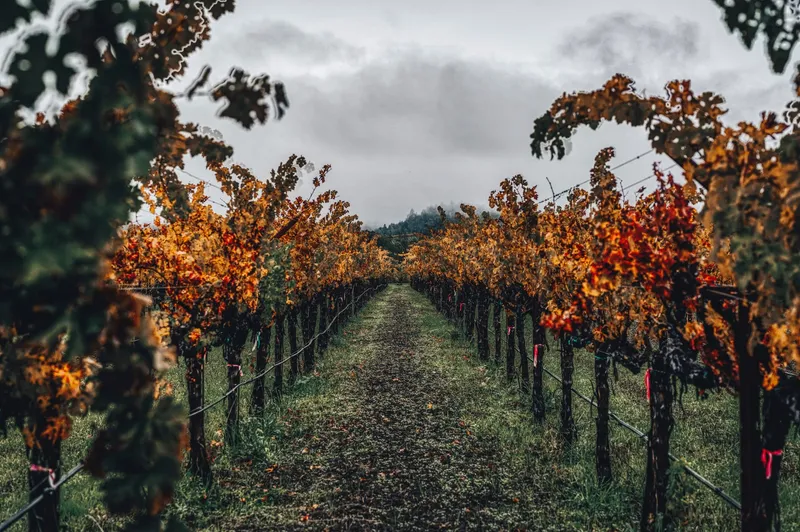 Napa & Sonoma: Explore a tranquil vineyard path flanked by vibrant autumn foliage in Napa Valley, CA.