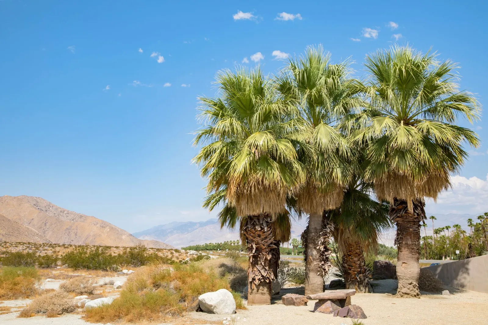 Palm Springs: Beautiful palm trees and arid desert landscape in Palm Springs, California under clear blue skies.